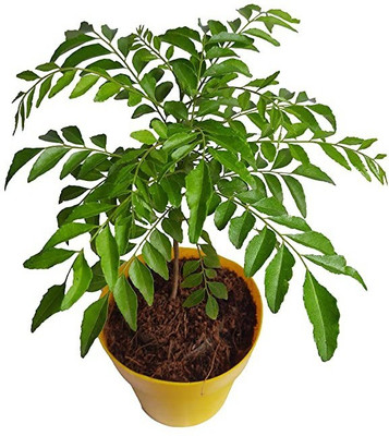 MAA Curry Leaves, Curry Leaf, Kadipatta Seed(30 per packet)