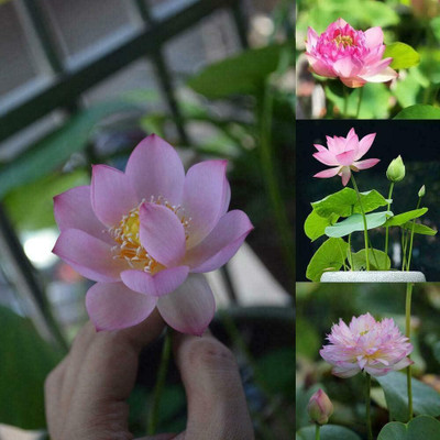 CRGO ™ VXI-363 Lotus Seeds Water Lily Plants for Ponds Small Hydroponic Seed(6 per packet)