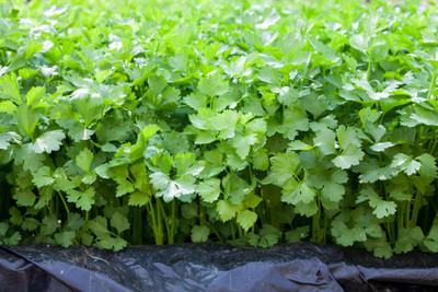 Pbevergreen Coriander (Dhone Pata, Dhania) Seed(555 per packet)
