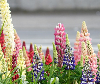 CWAN lupinus polyphyllus russell mix, perennial plant Seed(30 per packet)