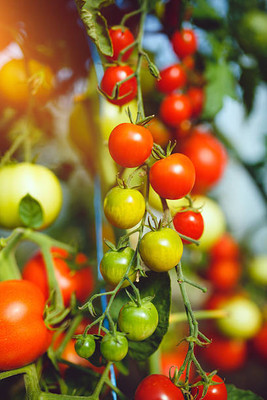 VELSUM tomato Seed(70 per packet)