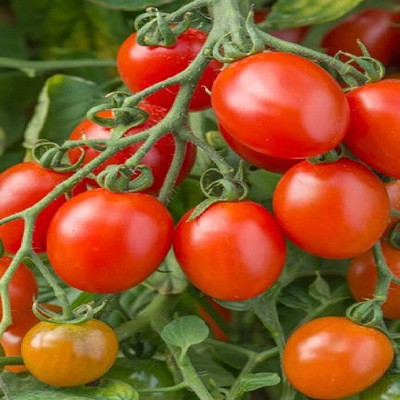 Avysa Cherry Tomato Tamatar Seed(2000 per packet)
