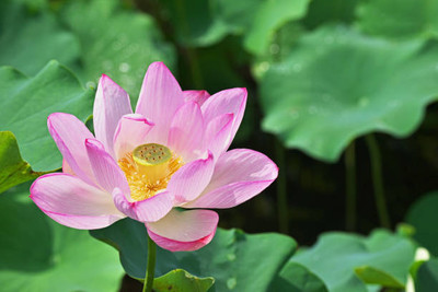 VELSUM lotus,kamal seeds Seed(12 per packet)