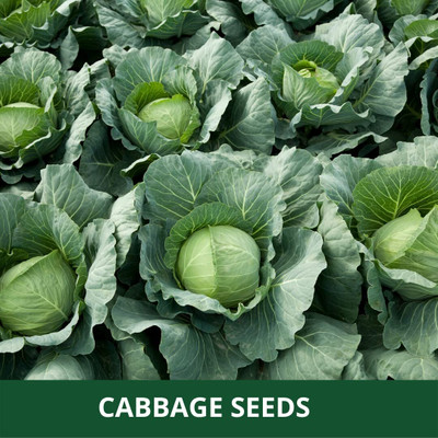 WILLVINE GOI -XI F1 Hybrid Hariana Cabbage Seeds [50g] Seed(15000 per packet)