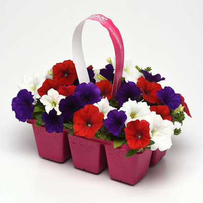 VibeX XL-46 - The Flag Easy Wave Petunia Flower Mix - (60 Seeds) Seed(60 per packet)