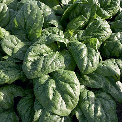 CYBEXIS VXI-70 - Space F1 Organic Spinach - (2250 Seeds) Seed(2250 per packet)