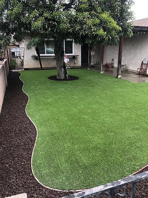 BDSresolve Fresh mexican grass seeds for gardening/Lawn grass seeds for garden Seed(9000 per packet)