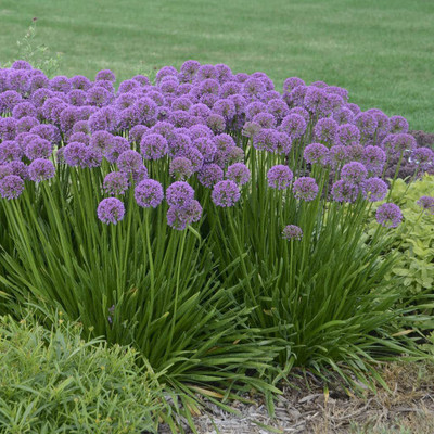 WILLVINE LX-503 Giant Ball Onion Allium 'Millenium' Christophii-3000 Seeds Seed(3000 per packet)