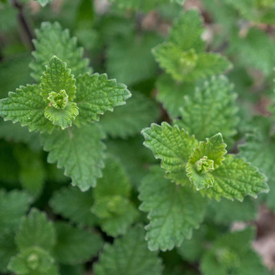 WILLVINE HUA-128 Blue Catmint Herb Seed Seed(2000 per packet)