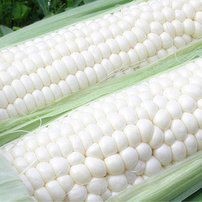 CYBEXIS Hybrid White Corn Seeds-250 Seeds Seed(250 per packet)