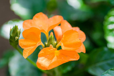 ginnienterpris kanakambaram-firecracker-crossandra Seed(28 per packet)