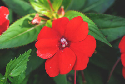 XOLDAA balsam frower Seed(25 per packet)