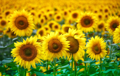 Pbevergreen Sunflower Giant Dwarf Flower Seeds For India - Garden Flower Seed(30 per packet)