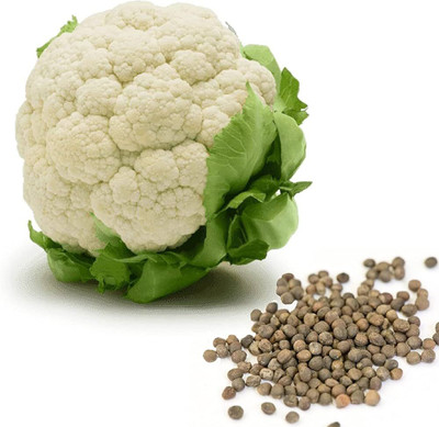 LIFELEX Cauliflower Seed(48 per packet)