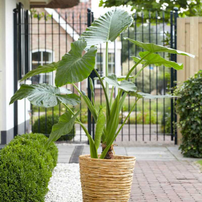 LIFELEX Taro Seeds, Cocoyam, dasheen, Kachalu, Banda, Chempu, Madantha, Alavi Plant Seed(6 per packet)