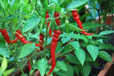 CYBEXIS Hybrid Cayenne Long Slim Chilli Pepper Seeds1200 Seeds Seed(1200 per packet)
