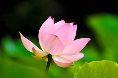 gorgeous moement lotus,kamal gatta Seed(14 per packet)