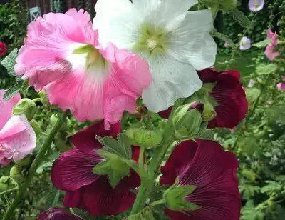 Aro Holly hock Seed(15 per packet)