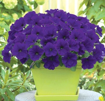 Quentova Petunia Trilogy Blue Flower-PALLAV-5I Seed(75 per packet)