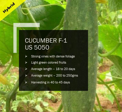 VibeX CUCUMBER F-1 PUAS-5050 SEEDS(1000 Seeds) Seed(1000 per packet)