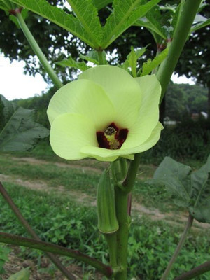 Quentova Clemson Spineless Okra Seeds-HQL-8K Seed(250 per packet)