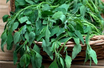 Quentova Chenopodium BATHUA-NCS Seed(200 per packet)