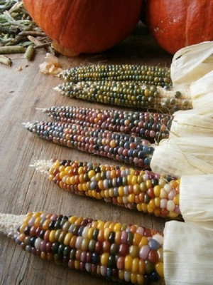 CRGO SWEETCORN , CORN , MAKKA Seed(20 per packet)
