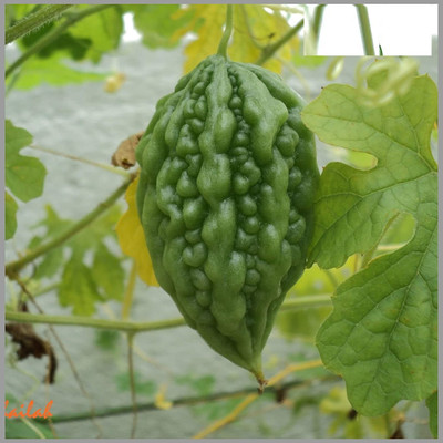 Qualtivate PUAS-8A Small Bitter Gourd chota karela Seeds Seed(50 per packet)