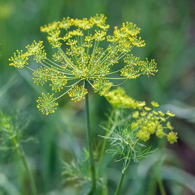 CYBEXIS PUAS-9 - Dill Dwarf Fernleaf Herb - (250 Seeds) Seed(250 per packet)