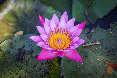 usdeepar retrail Lotus Seed(11 per packet)
