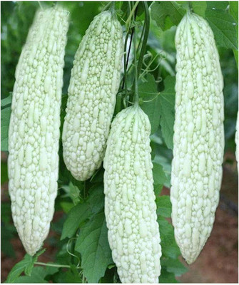 CYBEXIS LXI-22 - White Bitter Gourd Balsam pear - (100 Seeds) Seed(100 per packet)