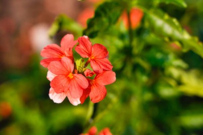 Oliver kanakambaram-firecracker-crossandra Seed(51 per packet)