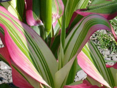 Qualtivate NBIR-289 (Seeds) - Corn with Rainbow Colors Seed(500 per packet)