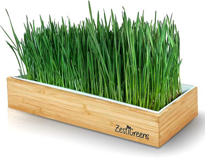 Biosnyg Organic Red Spring Wheatgrass Seeds Ideal for Indoor Growing-(10000 Seeds) Seed(10000 per packet)
