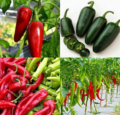 ibains Chilli seeds packet beez 39 Seed(39 per packet)