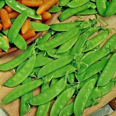 CYBEXIS Seeds of Vegetable Pea Oregon Sugar Pod800 Seeds Seed(800 per packet)