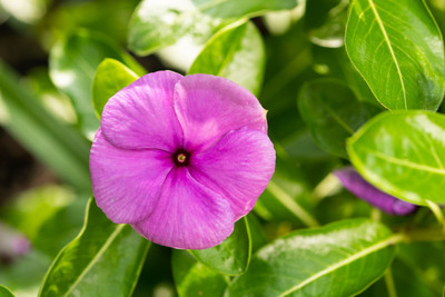 ibains Vinca hybrid flower seeds Seed(10 per packet)