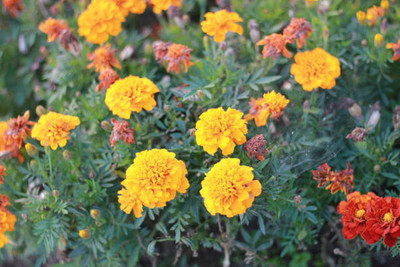 Dream Team marigold/gende ka phool flower seeds Seed(75 per packet)