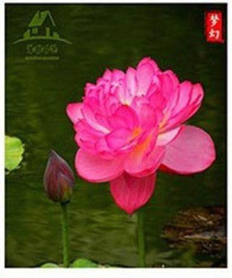 CYBEXIS PAU-96 - Bowl Lotus - (270 Seeds) Seed(270 per packet)