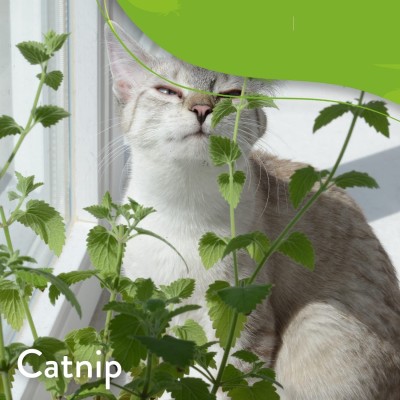 VibeX KGF -54 - Catnip (Nepeta cataria) - (1500 Seeds) Seed(1500 per packet)