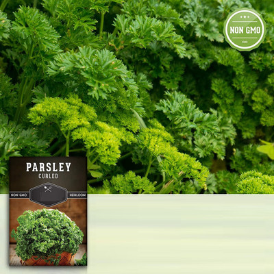 CYBEXIS VVI-21 - Curled Parsley - (750 Seeds) Seed(750 per packet)