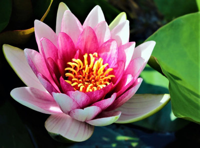 Seedsqlty Mixed lotus flower seeds garden, high germination (14 seeds) Seed(14 per packet)