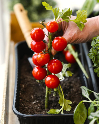 Biosnyg Hybrid Indoor Dwarf Tomato Seeds For Growing - (2000 Seeds) Seed(2000 per packet)