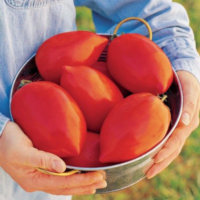 AloGardening India 'Big Mama' Hybrid Large Red Paste Tomato Seeds Seed(500 per packet)