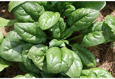 VibeX NDIR-68 - Giant Noble Spinach - (2250 Seeds) Seed(2250 per packet)
