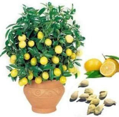 Aro Lemon, Nimbu Seed(64 per packet)