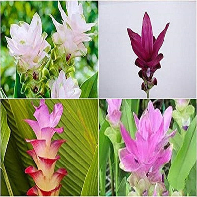 zabbus Curcuma Flower Bulbs for Summer Season Mix Seed(10 per packet)