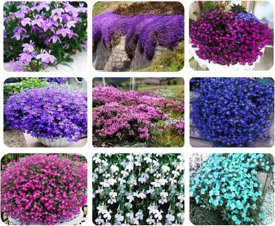 CYBEXIS XLL-35 - Mix Creeping Thyme - (150 Seeds) Seed(150 per packet)