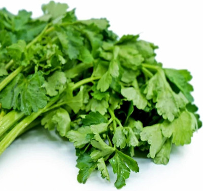 Qualtivate LX-250 Chinese Celery Seeds Seed(500 per packet)