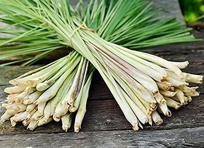 CYBEXIS VVI-4 - Lemon Grass Cymbopogon Flexuosus - (250 Seeds) Seed(250 per packet)